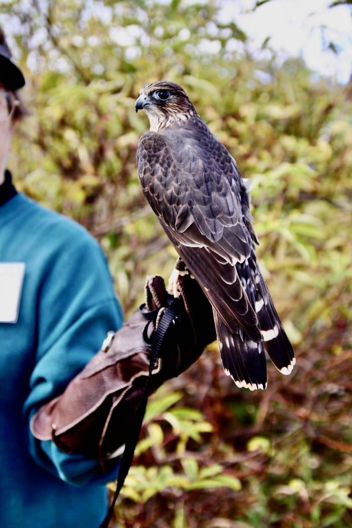 Merlin (Falco columbarius) at Bird Treatment and Learning Center, Potter Marsh, Anchorage, Alaska by Karen Laubenstein, USFWS